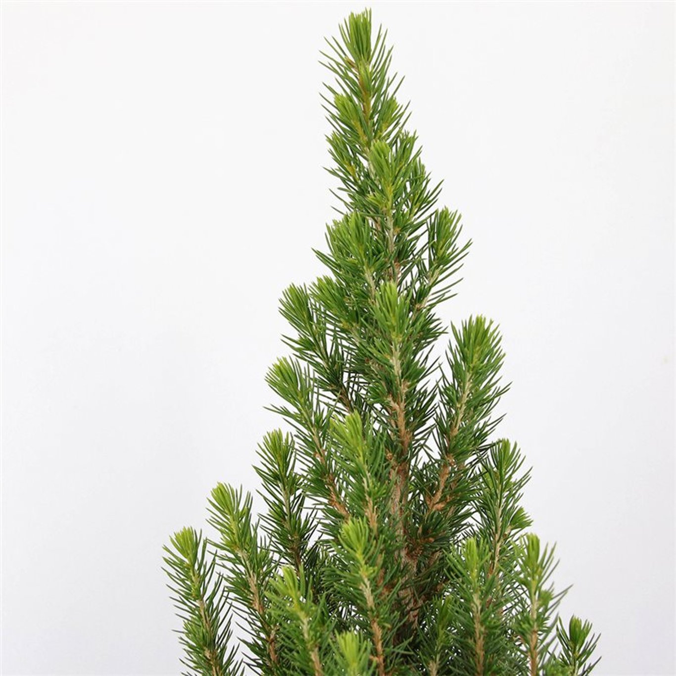 Picea glauca 'Perfecta' (Conica) - C5 60-70 CM